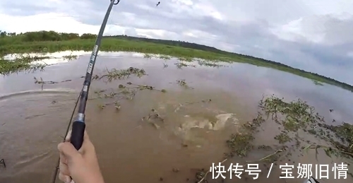 浑浊大河钓上一条黄黄的大鱼，是鲶鱼吗？能吃不？