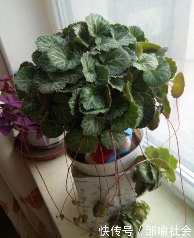 有种小野草能开花,盆植无光也能活,可爱却很霸气