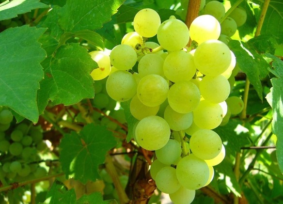 葡萄|廉价的3大“防癌”食物,人人都买的起,有事没事吃一点