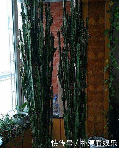 健康|“青龙骨”养得像假花做好3个要点,就能生长健康,快速爆盆