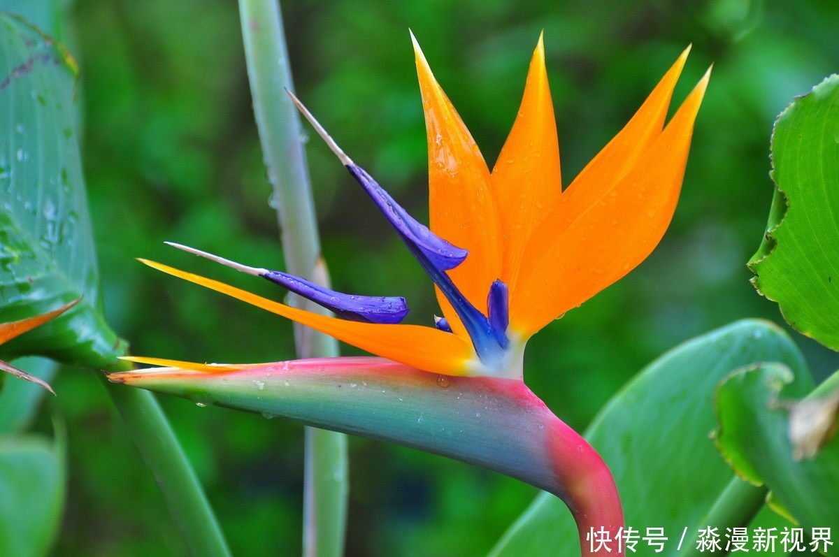 此花是世界名花,是自由和幸福的花,每颗植株都能开十几朵花