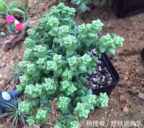 农场|农场大叔的一个小妙招,多肉种在“这”上面,3个月都不用浇水!