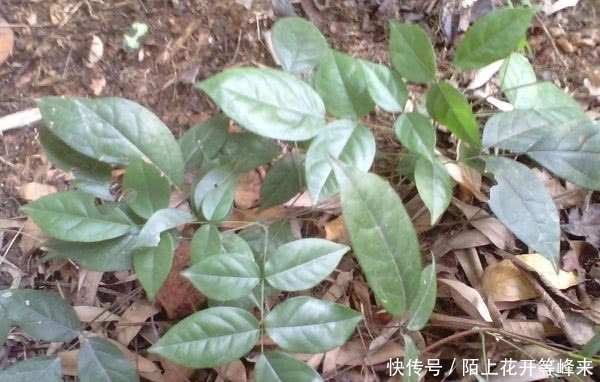 这几种野草的名字听上去很吓人，其实都是救命的药材，大家见过吗