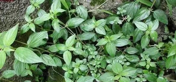 一种野草根像“人参”,农村人挖了当药材用,城里人却不识当杂草