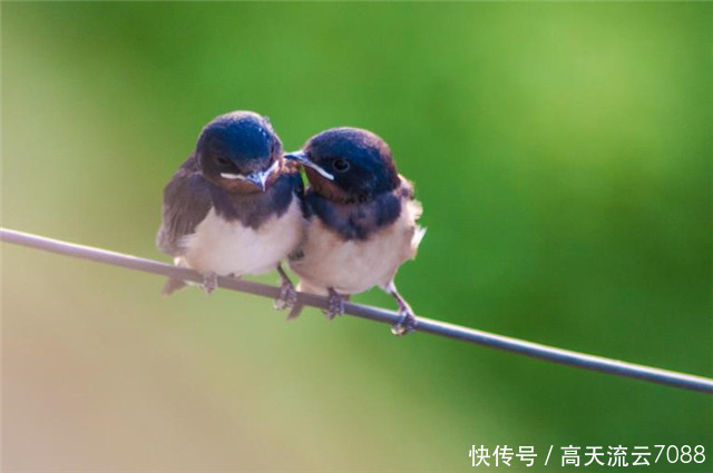 七绝《燕雀双飞惹妾愁》