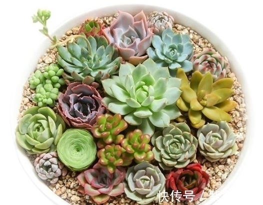 生长期|养不好多肉应该是踩了这6坑,怪不得肉肉不是养残就是黑腐烂根