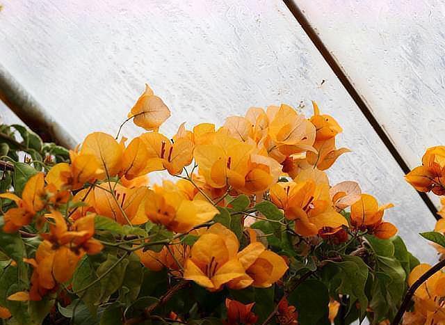 老师傅养三角梅有心得,每次花败直接修剪,年年开花爆盆