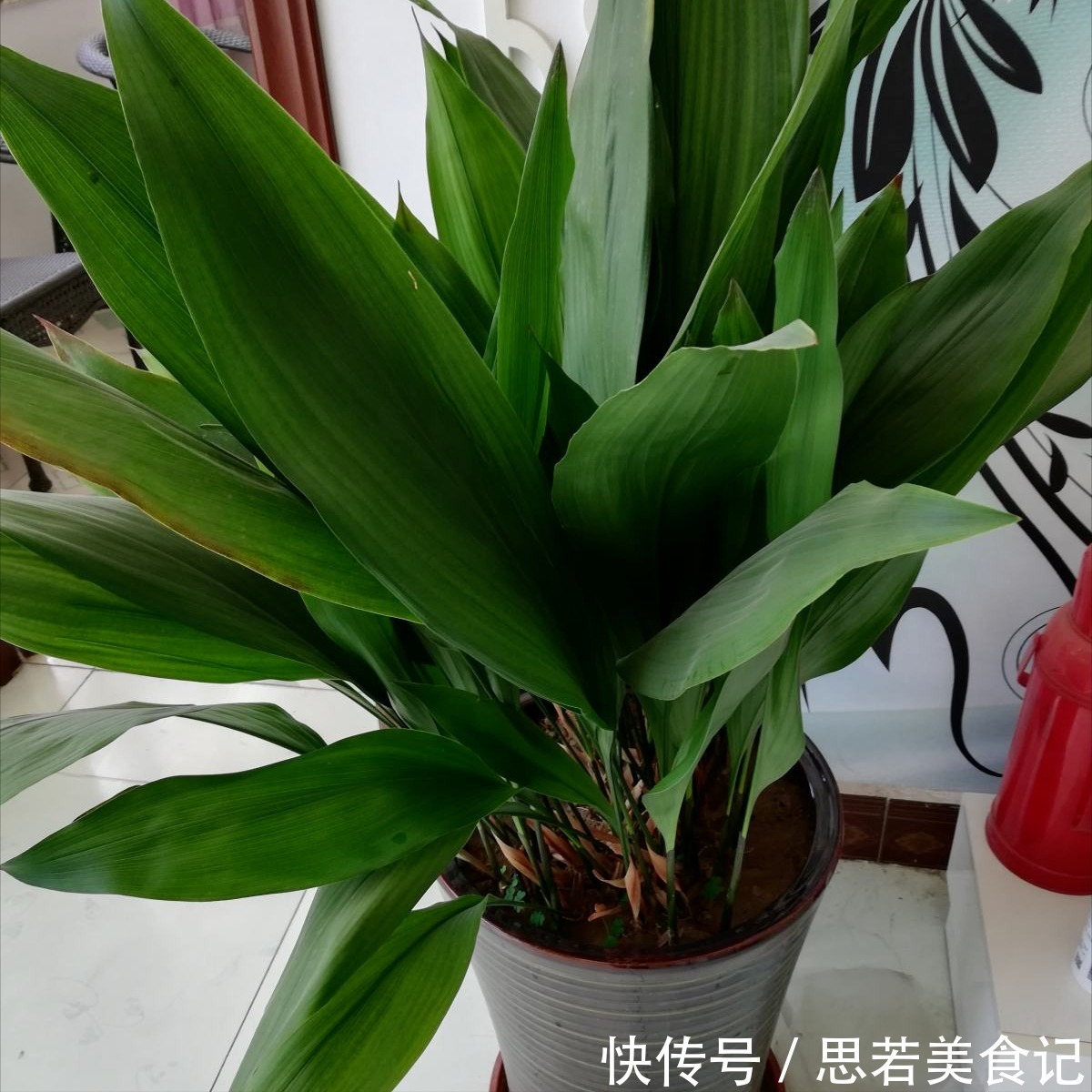 6种“洋气花”，厕所里养的旺，臭味吸光，卫生间变小花园