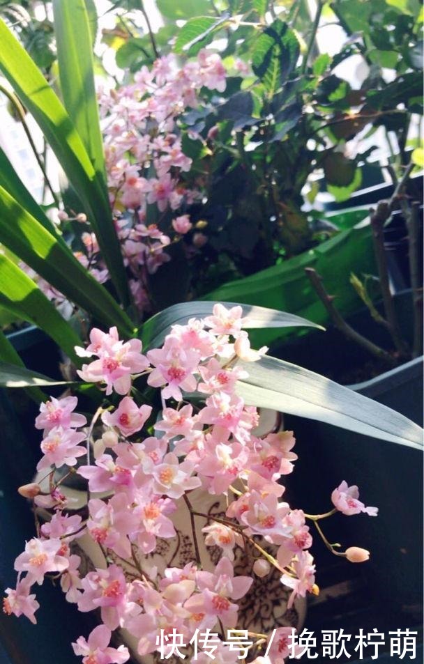 仙气飘飘的4种花,过年养一盆,颜值超高人见人爱!