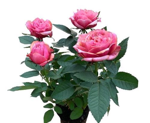  摆放|八款最适合居家养殖的花卉，个个都是高颜值，高端大气显档次