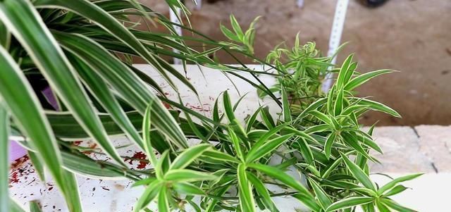 吊兰|养吊兰做好这几点,不会干尖黄叶,还能从中抽新枝