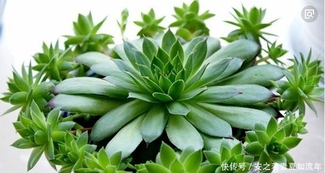 晶莹剔透|多肉植物常见,这种会“生崽”的你见过吗?美的像花