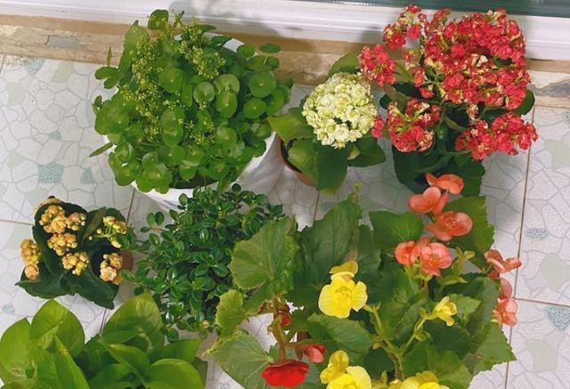 扦插最佳时期到了，有这花赶紧插，沾土就能活！