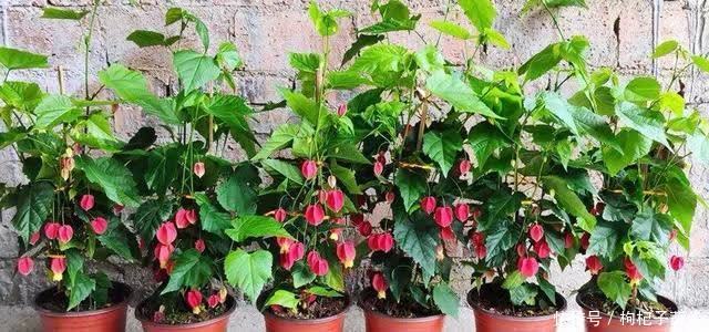 春天养蔓性风铃花,做好这几件事,枝头挂满“红灯笼”,漂亮极了