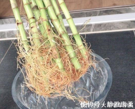 养花|养花先“养根”,君子兰富贵竹“喂点料”,白根呼呼冒,轻松爆盆!