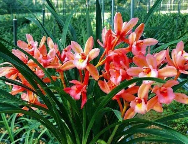 牡丹|十大名花中排名前6的花，家里养1盆，大气，上档次，你喜欢吗