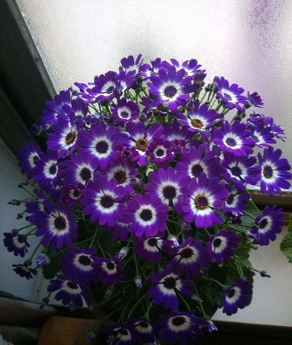 绿萝看腻了,不妨试试养这些花朵,越养越好,一样也爆盆