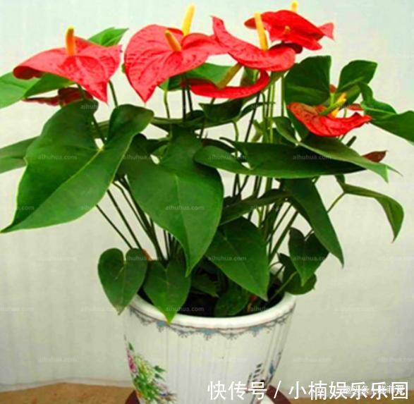 容易被水浇死的“14种花”,手太勤反而养不活