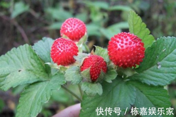 蛇莓|山上到处可见的“野草莓”,大人不让吃,殊不知价值营养高!