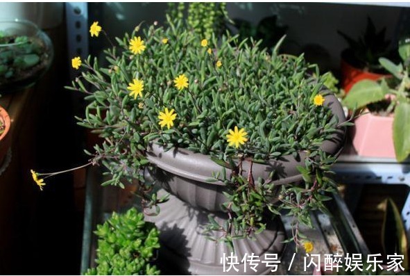 7种多肉吊起来养之后,家里多了七彩花帘,爆盆之后都非常好看