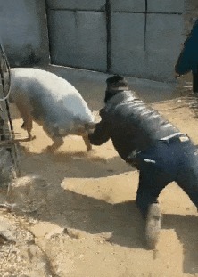 |搞笑GIF:我错了,猪哥,你回来吧,别丢下我一个人啊