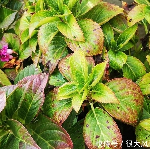 绣球能修剪吗,这些情况不分清,剪完变绿植