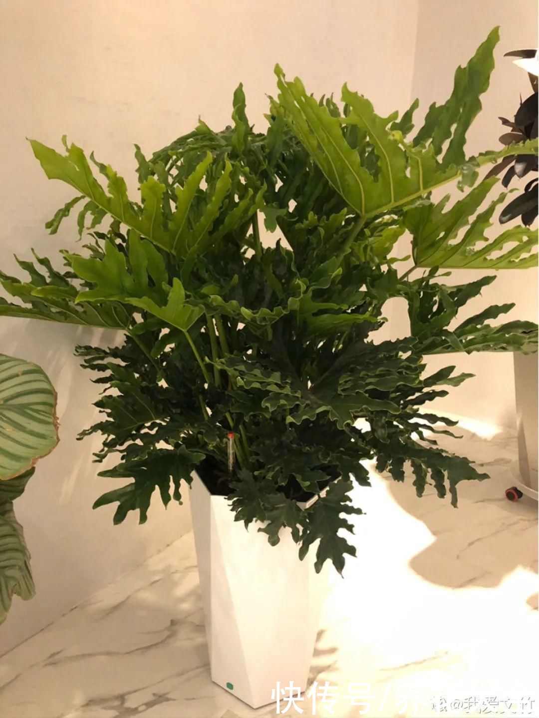 琴叶榕|大叶子耐阴花，室内一定养，叶子比脸大，真凉快