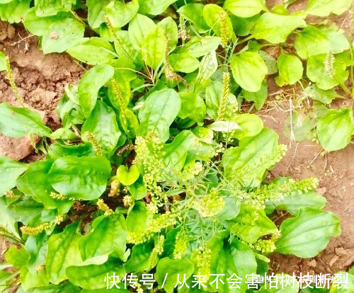 此物|失眠难入睡，莫慌！用此物泡水喝，补脑补血，远离失眠烦恼，排毒