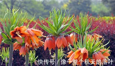 本草述|女性坚持吃此“止咳花”,防乳癌治疗感冒,缓解咳嗽,远离妇科病