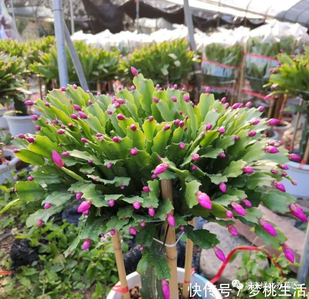 接穗|仙人掌嫁接蟹爪兰总是难愈合找错形成层,建议采用十字嫁接法