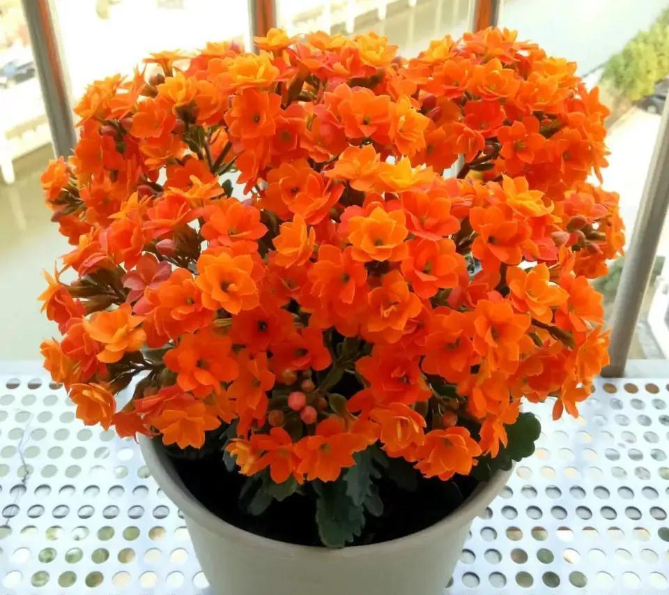 五种“旺宅花”,适合养客厅,一种比一种好养,一个比一个好看