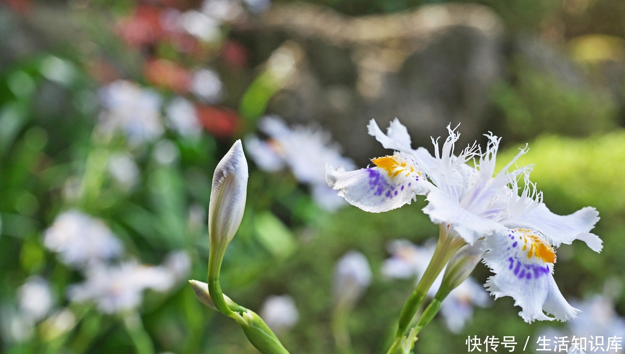 李晨欣：山村四月槐花密，春燕飞来细语呢|诗| 李晨欣