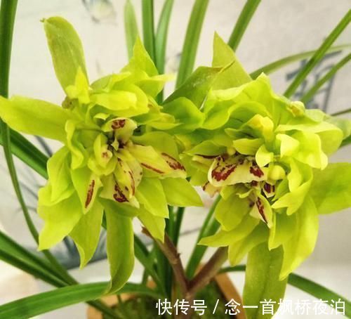 这款兰花想养死都难,花型难得一见,曾被炒到百万,如今热度不减