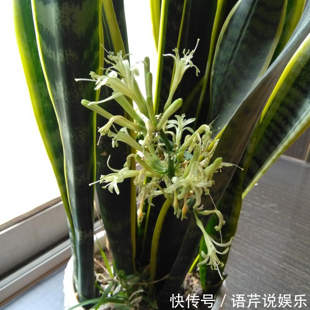 叶片|虎皮兰吃了这补药, 开花不断, 不烂根不黄叶, 蹭蹭窜到两米