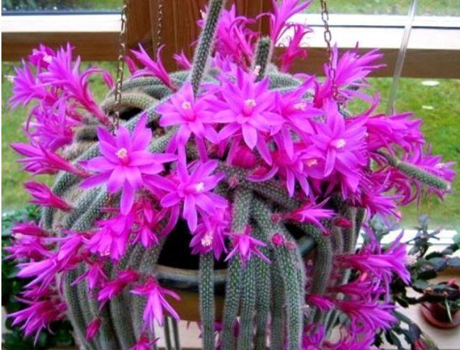 几种花卉花色惊人,层层叠叠超美艳,颜值超高的