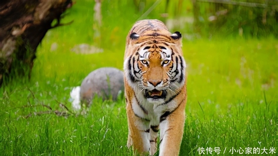 齐悼惠王|机关算尽,终也成空,刘襄为何没能荣登至尊?