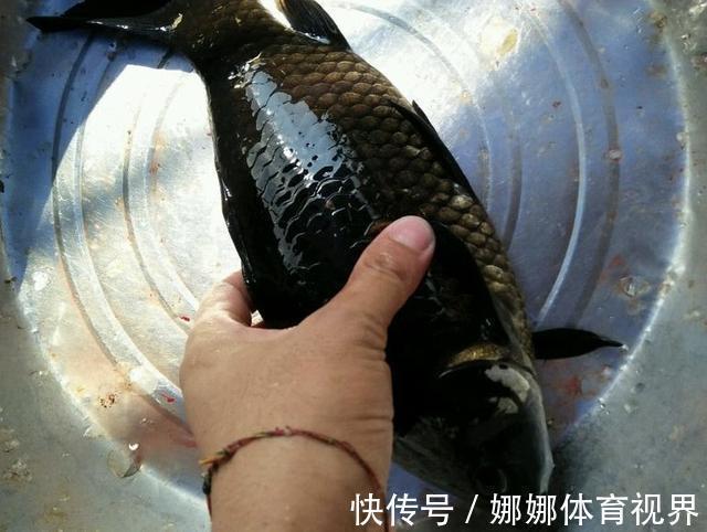 漆黑色|钓获罕见鲫鱼被劝放生:劝放生的大爷,您知道它是什么鱼吗?