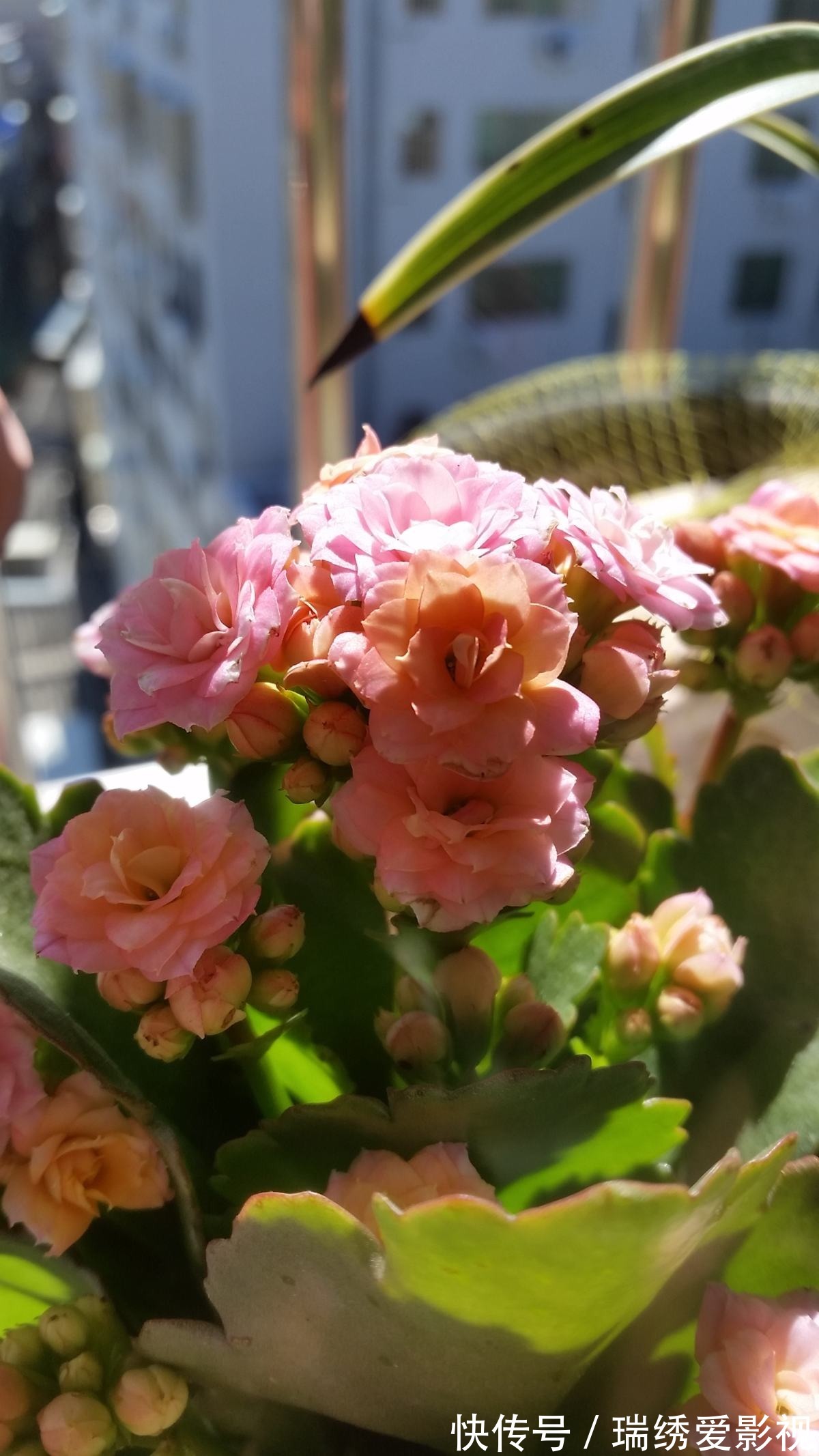 长寿花现在还不冒花苞，赶紧用个“狠招”，很快就开花爆盆