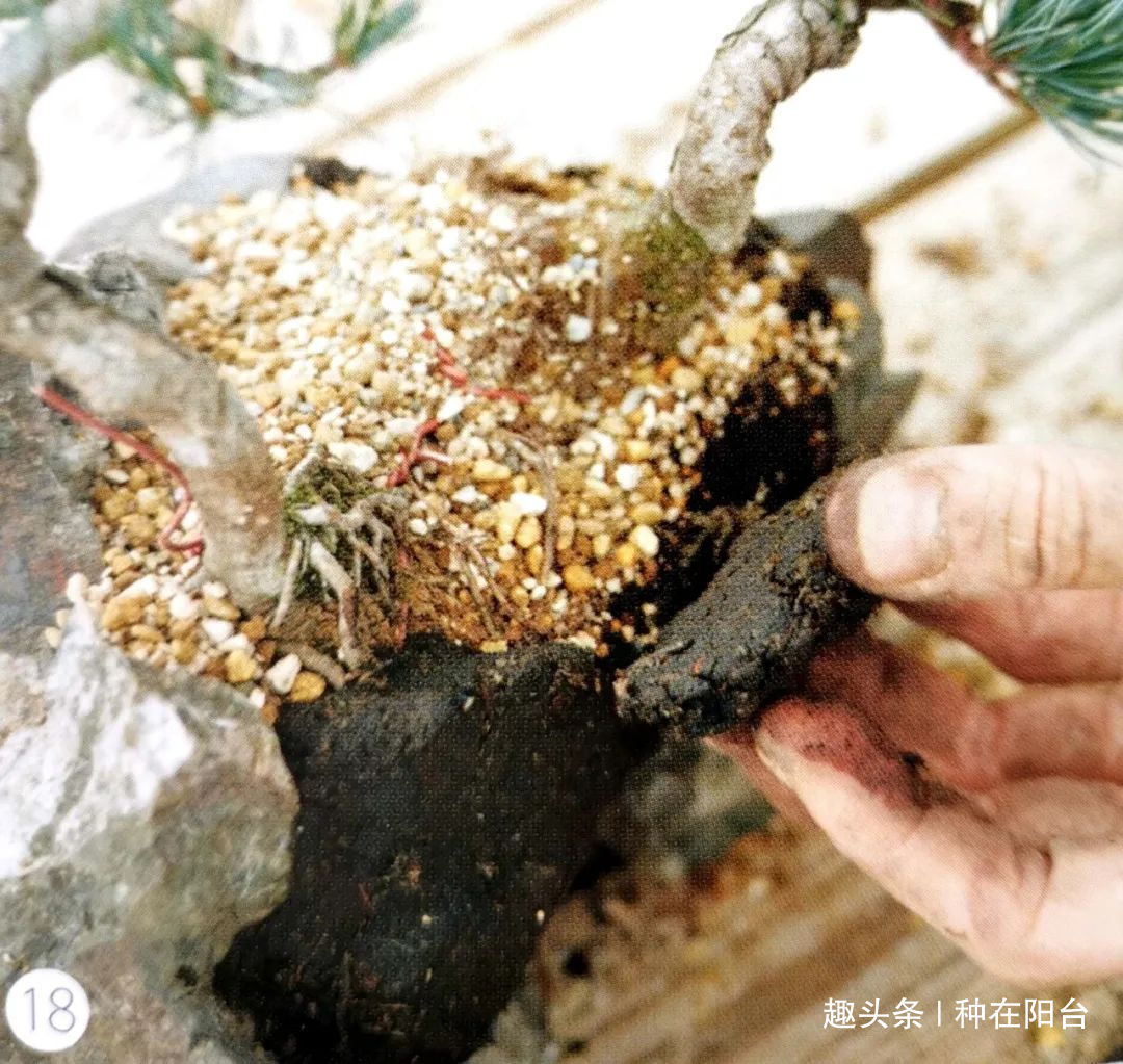 “岩石与树枝”一步步完美契合,叹服附石盆景的魅力无人能挡!