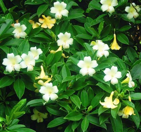 阳台养花就养这种花,仿佛置身花海,香气迷人,美爆了