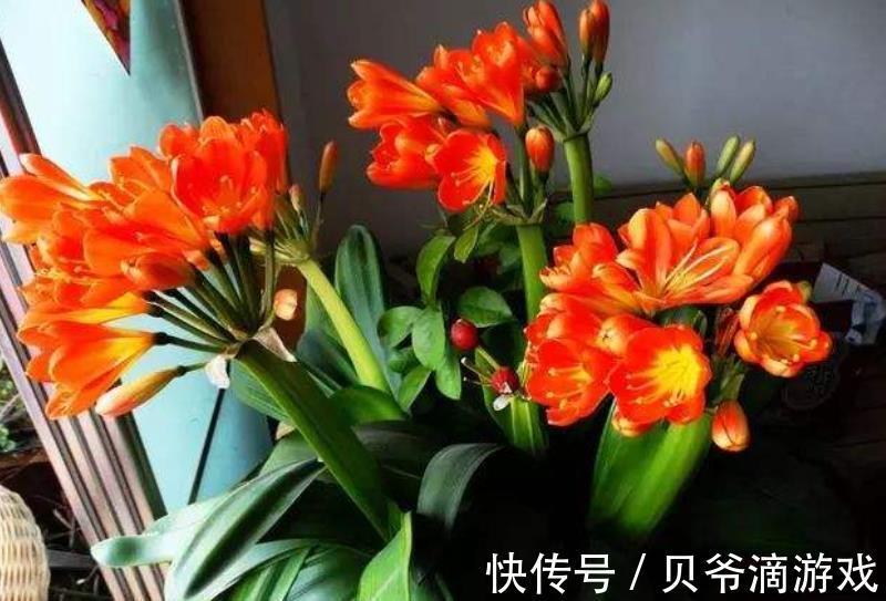 养护|老花匠教你一个小妙招，君子兰不黄叶不干尖，油绿发亮惹人爱