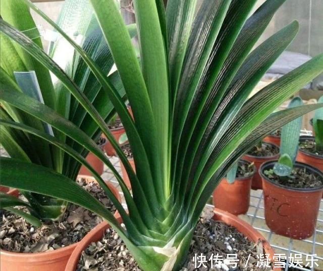 夏天|养君子兰，夏天做好4件事，避免黄叶烂根，安全度夏