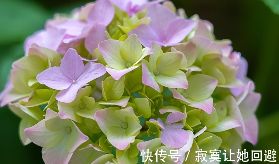 太阳花|这5种冬眠花,记得在春天唤醒