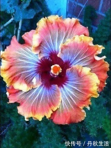 千年难见的稀世奇花开花了，真的太美了！