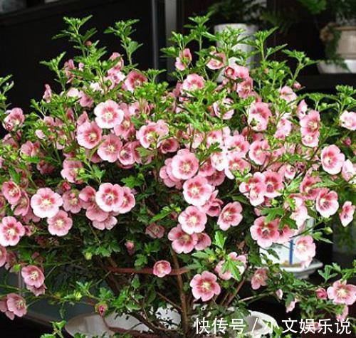 施肥|家里养了4种花,夏天也别忘了施肥,不然花香淡开花少