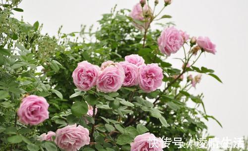 杜鹃花|6种漂亮花,花期长好养护,花朵大颜值高,值得拥有!