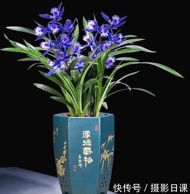 此兰只应“天上”有，人间哪得几回闻，花色罕见，让人百看不厌