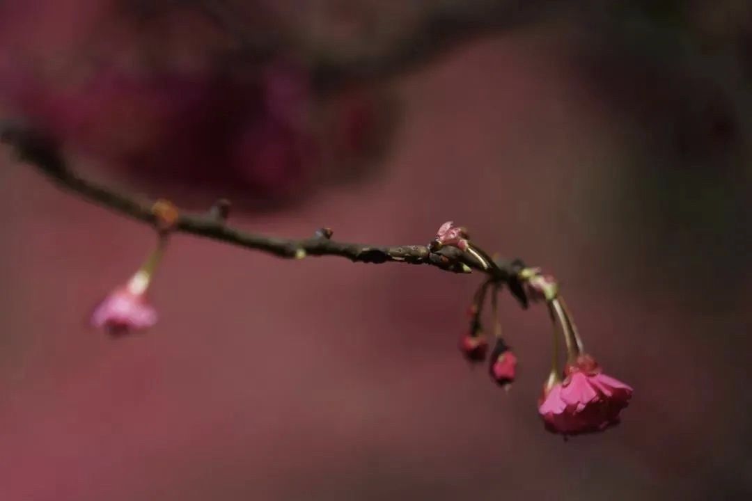 你们等了一年的樱花，开了