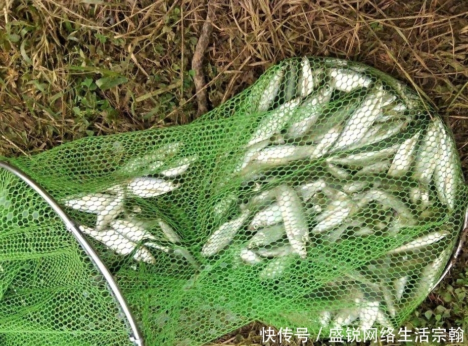 台钓白条鱼怎样“钓行程”?这些细节做好,钓白条犹如下网