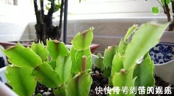 养花爱好者看过来这15种花现在“扦插”,生根快,一个周就长芽